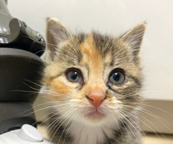 子猫時代のぴーちゃん