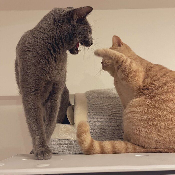 “兄猫”でロシアンブルーのギン‍くん（写真左）にちょっかいを出すおもちくん　怒られてしまった……（笑）