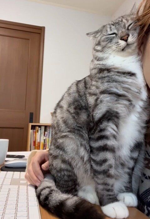 飼い主さんにくっつく影丸くん