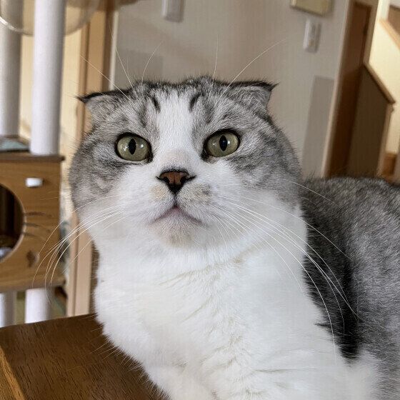 飼い主さんを見つめるスコティッシュフォールド