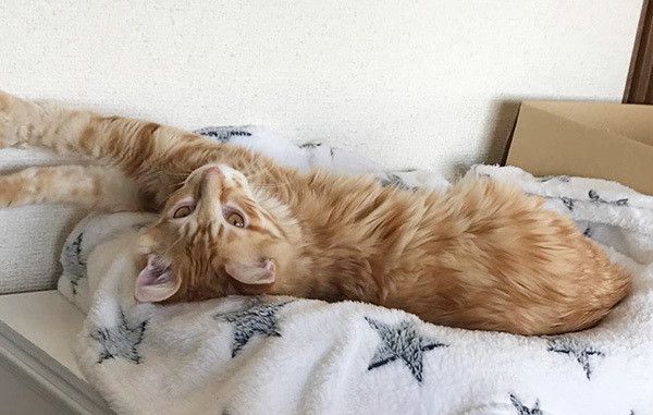 寝転ぶ猫