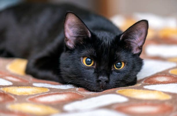 黒猫