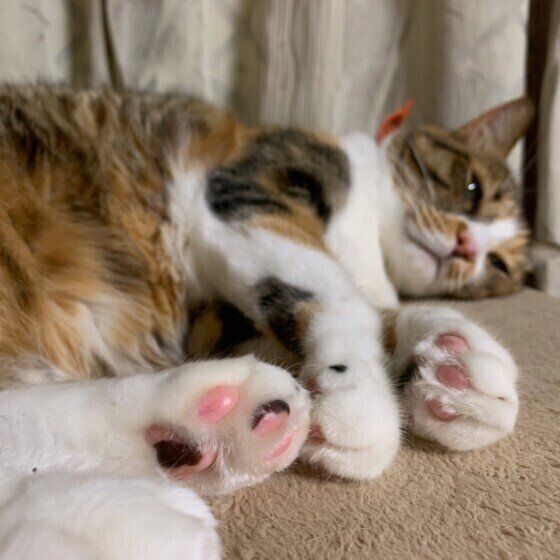 くつろぐ猫