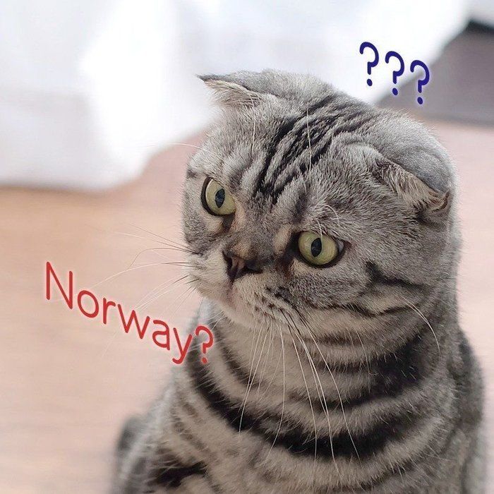 @tacos_cat