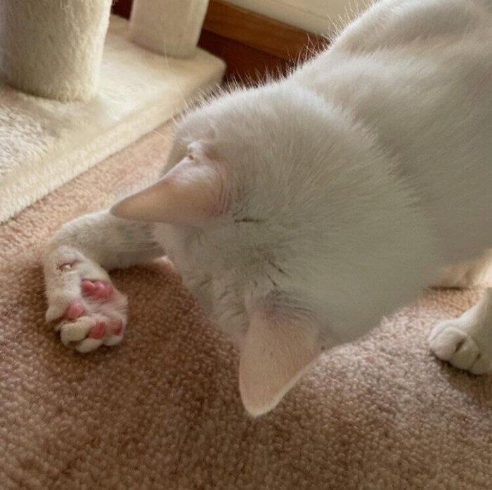元保護猫が家族を笑顔に！おもしろいポーズを連発する猫の“毛づくろい姿”にドキッ