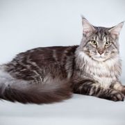 メインクーンの特徴と飼い方 可愛い画像いっぱい ねこのきもち 猫図鑑 ねこのきもちweb Magazine メインクーンの特徴と飼い方 可愛い画像いっぱい ねこのきもち 猫図鑑 ねこのきもちweb Magazine