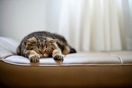 眠る猫