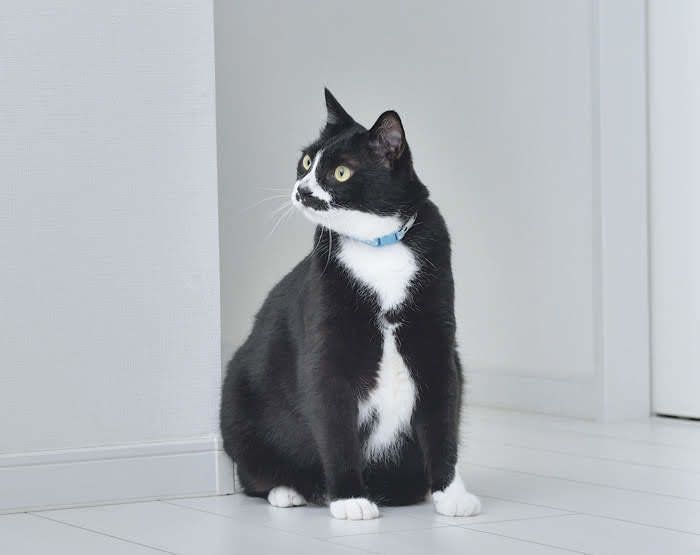 猫だけの体重を算出