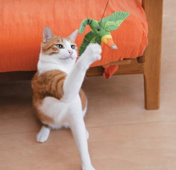 猫のケージにまつわる不安や疑問