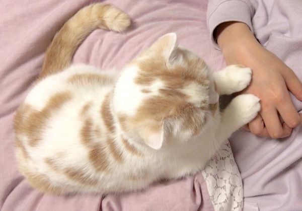 飼い主さんの手に触れるホイップクリームちゃん