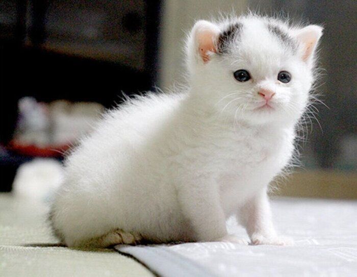 座っている生後1カ月頃の子猫