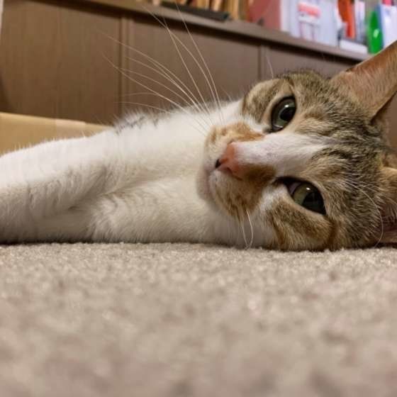 くつろぐ猫