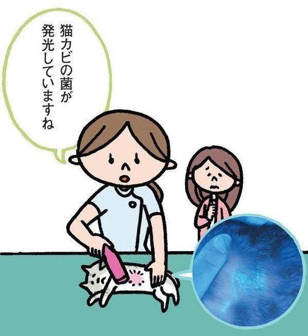飼い始めに多い猫の皮膚の病気