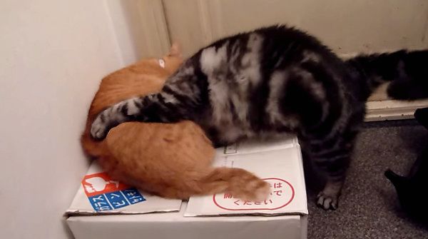 ケンカする猫