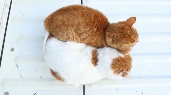 カゴで眠る猫
