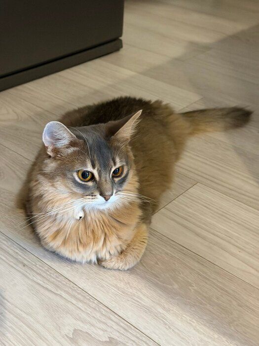くつろいでいるソマリ