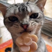 おやつに関する記事一覧 ねこのきもちweb Magazine おやつに関する記事一覧 ねこのきもちweb Magazine