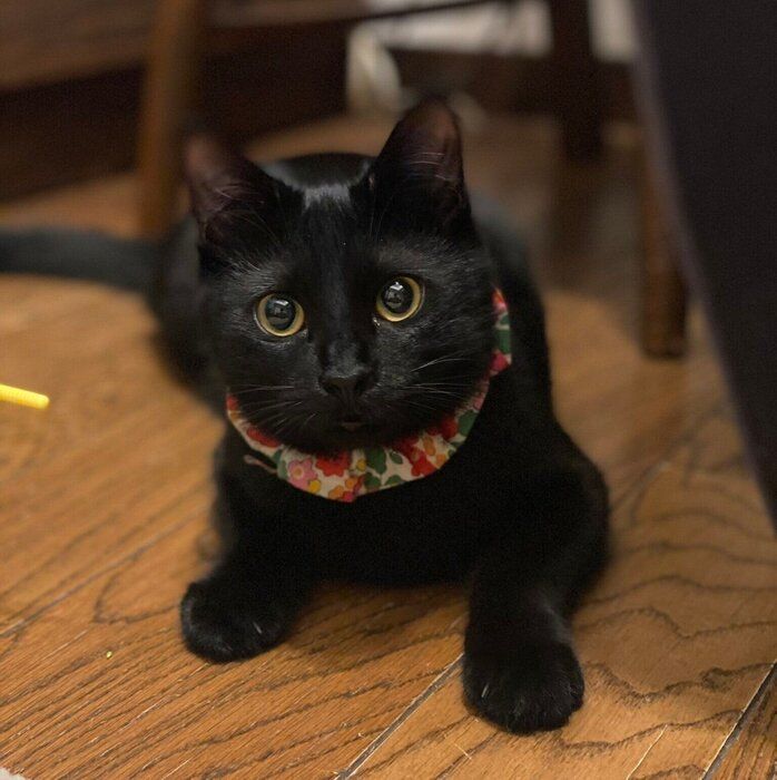 お迎えした当時、飼い主さんの帰宅を待っていたヴィヴィちゃん