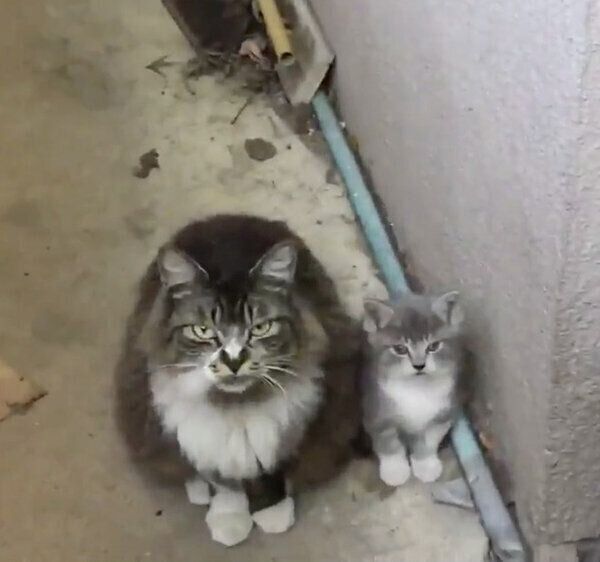 ねこかますさんの目の前に現れた因縁の母猫と子猫