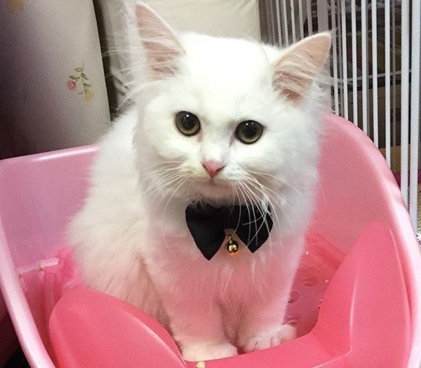 トイレする猫