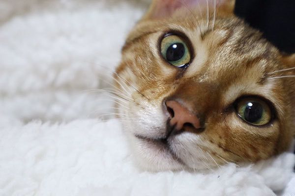 見つめる猫