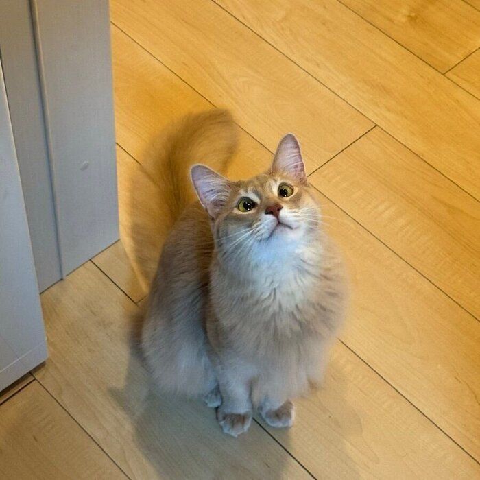 猫じゃらしを見つめるテトくん