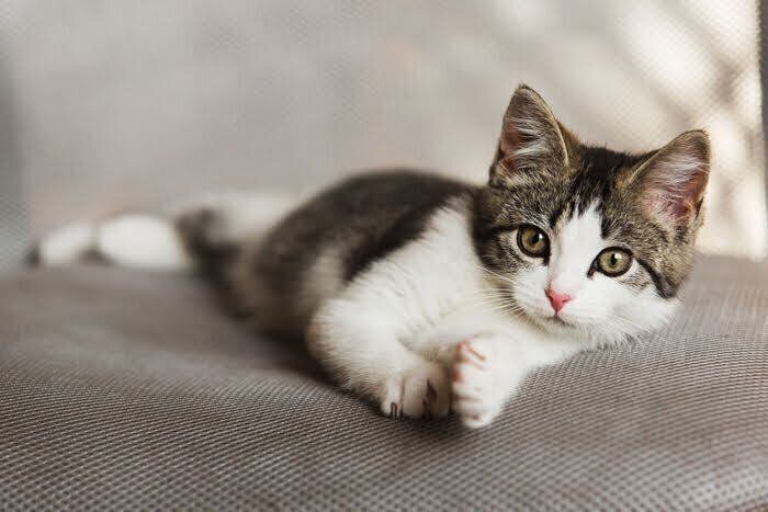 こちらを見つめる子猫