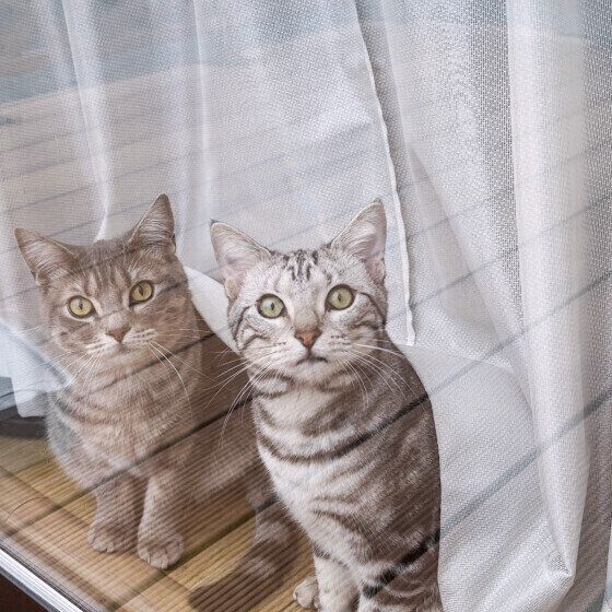 マンチくんたち