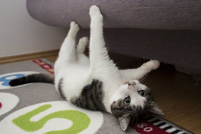寝転ぶ猫