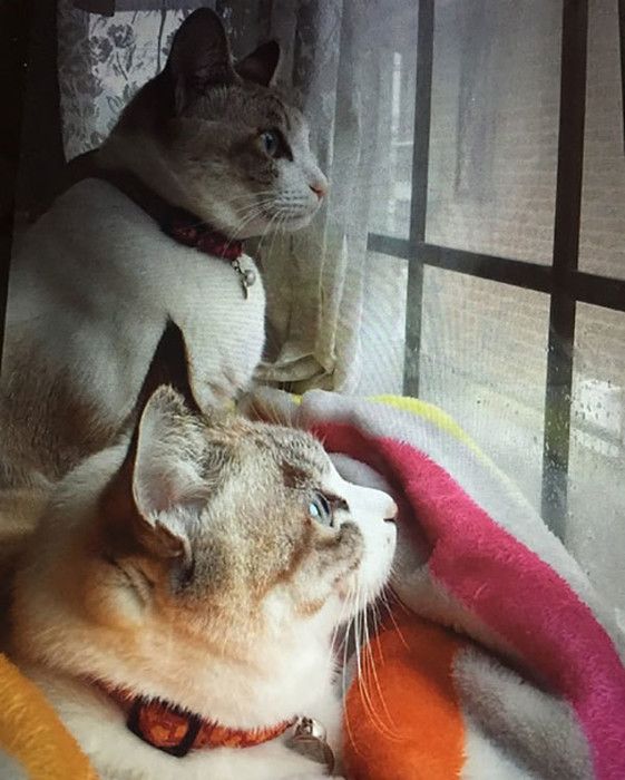 外を見る猫