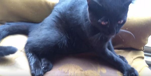 取り乱す黒猫