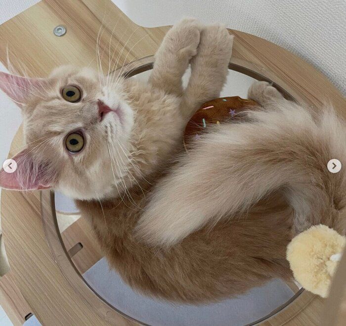 キャットタワーでくつろぐろろくん。