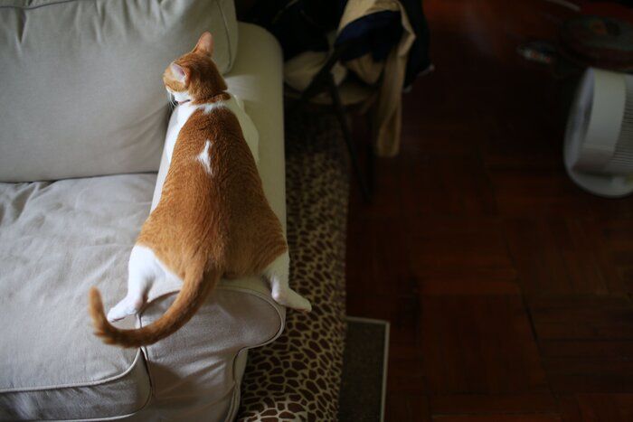 画像/iStock、Getty Images Plus