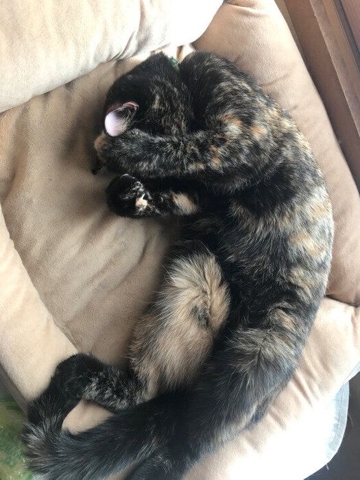 目を覆って寝ている猫