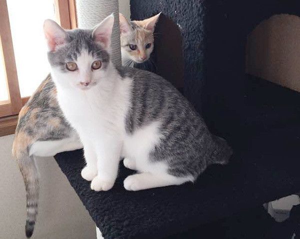 仲良しの猫