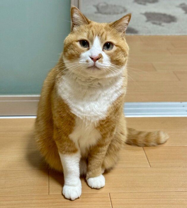 見つめるさんてくん