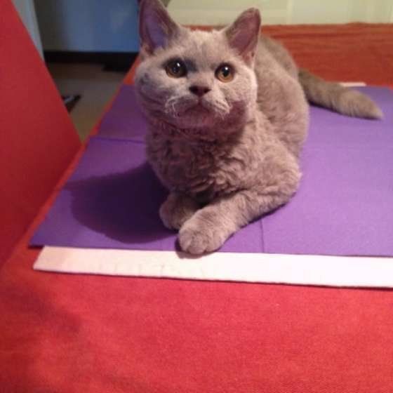 乗る猫