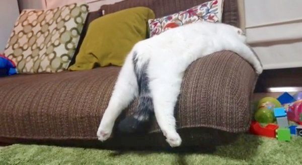 ソファでぐでっとするライくん