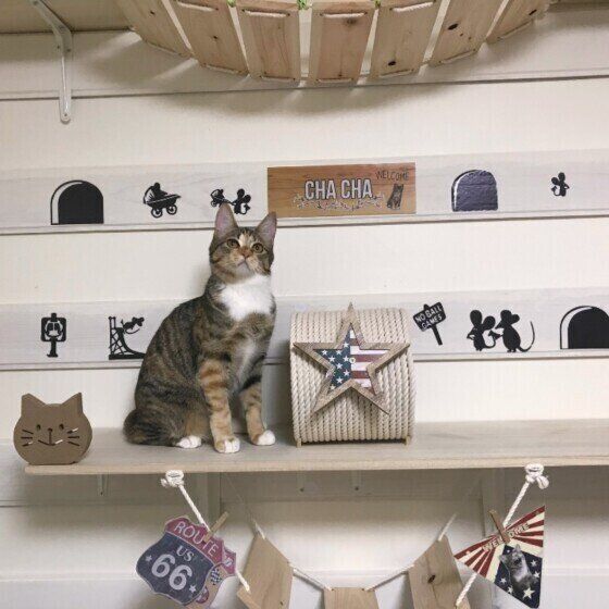 キャットウォークでお座りする猫