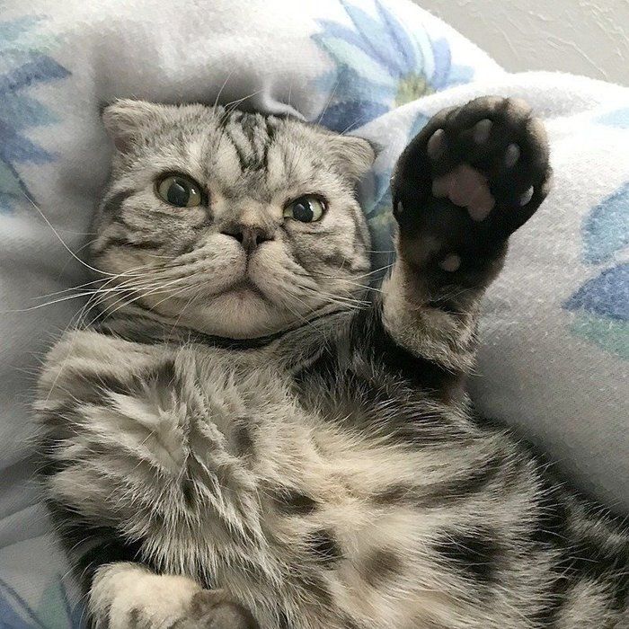 @tacos_cat