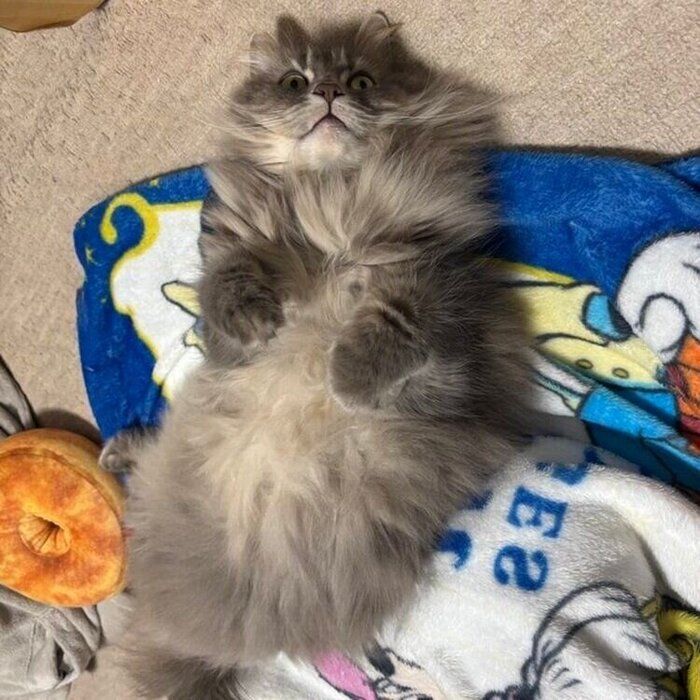 ぽてんと床に寝転がるレムくん