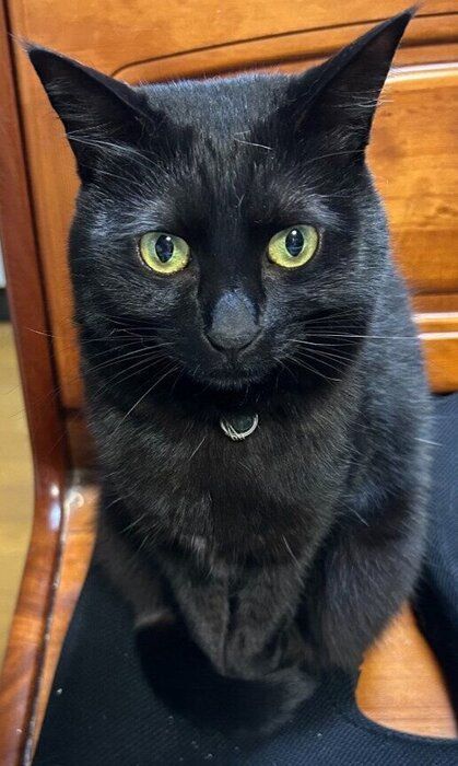 しっぽをクルンとさせている猫