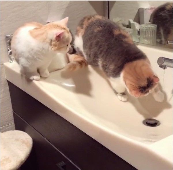 水にさわるニャンコ
