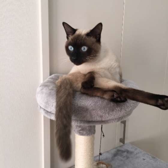 キャットタワーの上にシャム