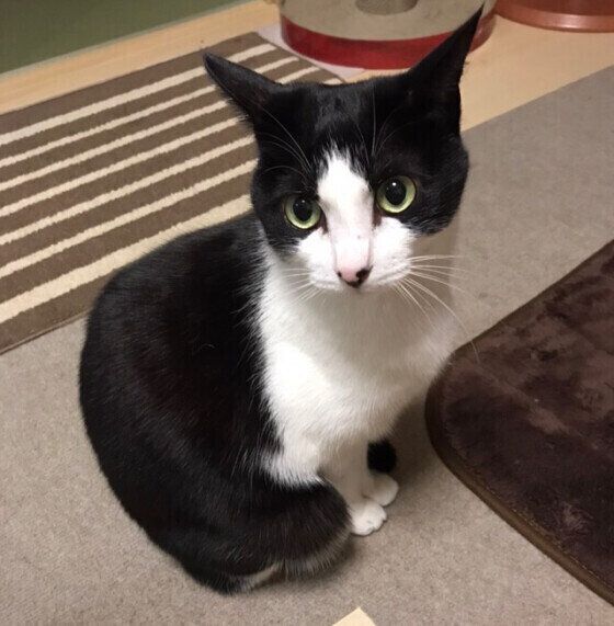 見つめる猫
