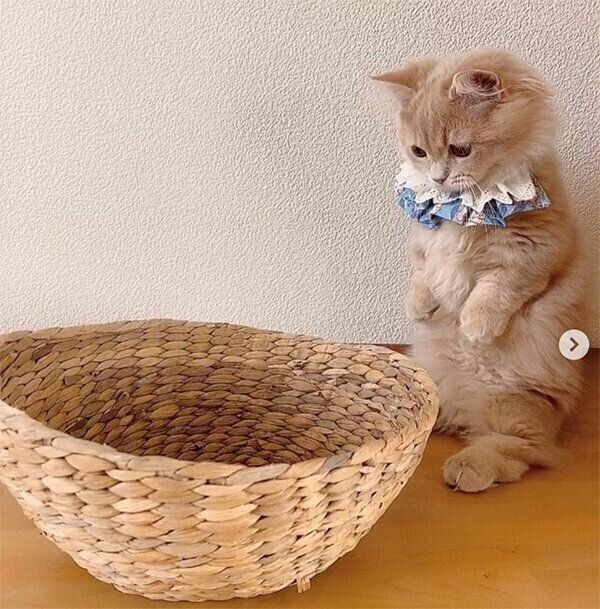 マンチカン立ちをするにこちゃん