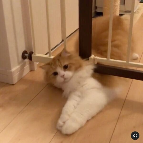 わずかな隙間を通り抜けるアランくん