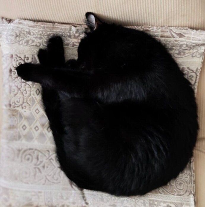 丸まって眠るモカくん