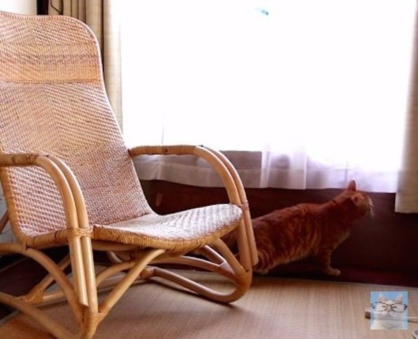 くつろぐ猫