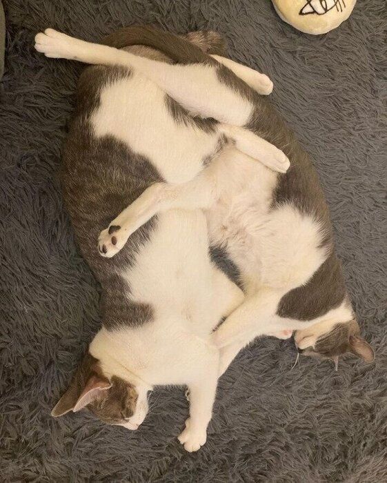 絡み合って眠る2匹の猫